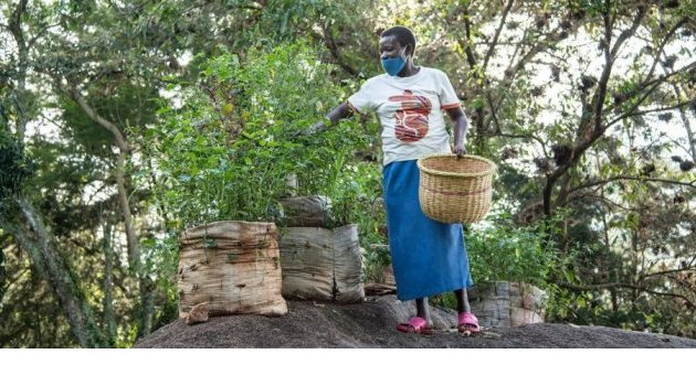 Les Africains en première ligne face à la crise de la biodiversité