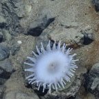 Les fonds marins ne doivent pas devenir le «&nbsp;Far West&nbsp;» de l’exploitation des minéraux rares, avertit l’ONU