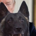 Un chien attendu à la Maison blanche pour être honoré par Donald Trump