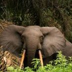 Le Gabon adopte une loi en faveur de la lutte contre les changements climatiques