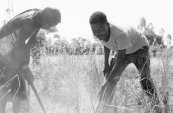 Afrique australe : des millions de personnes menacées par la faim alors que la période de soudure démarre