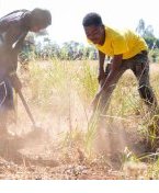 Afrique australe : des millions de personnes menacées par la faim alors que la période de soudure démarre