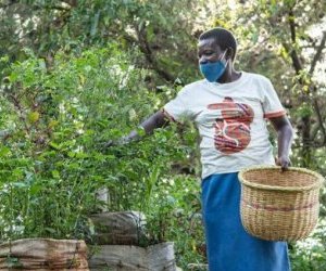 Les Africains en première ligne face à la crise de la biodiversité