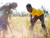 Afrique australe : des millions de personnes menacées par la faim alors que la période de soudure démarre