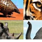 Le Gabon et le Costa Rica appellent à un nouvel accord mondial pour prévenir et combattre la criminalité liée aux espèces sauvages