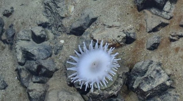 Les fonds marins ne doivent pas devenir le « Far West » de l’exploitation des minéraux rares, avertit l’ONU